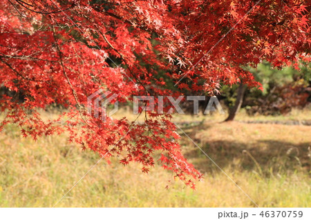 山田池公園の紅葉（もみじ）大阪府枚方市 46370759