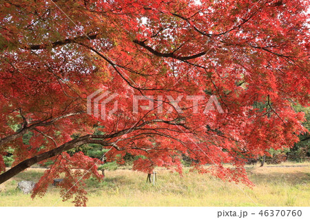 山田池公園の紅葉（もみじ）大阪府枚方市 46370760