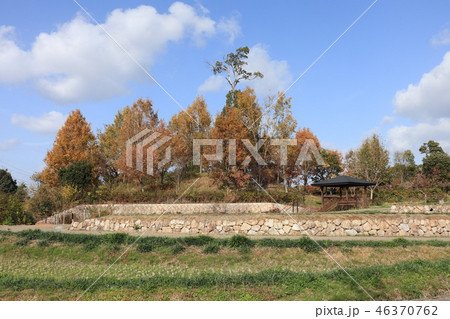 山田池公園の紅葉（里山）大阪府枚方市 46370762