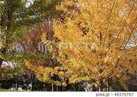 山田池公園の紅葉(いちょう:銀杏)大阪府枚方市 山田池公園の紅葉(いちょう:銀杏)大阪府枚方市 46370767