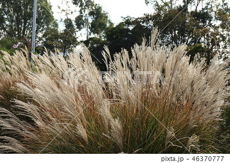 山田池公園の紅葉（すすき）大阪府枚方市 46370777