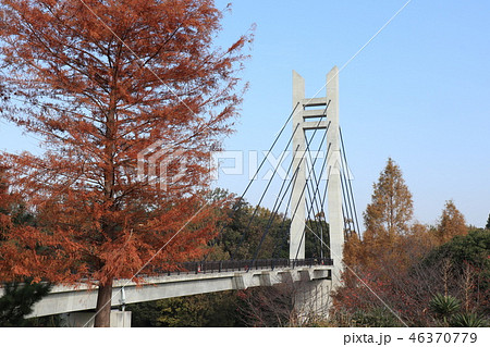 山田池公園の紅葉（メタセコイヤ＆橋）大阪府枚方市 46370779