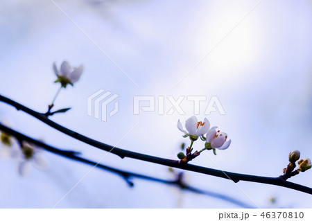 スモモの花枝 スモモの花枝 46370810
