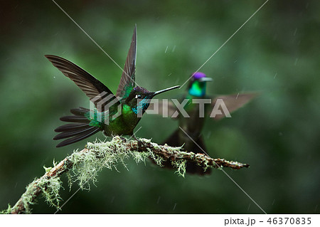 A magnificent hummingbird, Eugenes fulgens A magnificent hummingbird, Eugenes fulgens 46370835