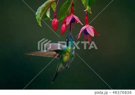 A magnificent hummingbird, Eugenes fulgens 46370836