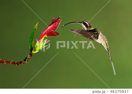 The long-billed hermit (Phaethornis longirostris) 46370837