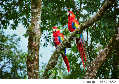 Pair of big Scarlet Macaws, Ara macao, two birds Pair of big Scarlet Macaws, Ara macao, two birds 46370852
