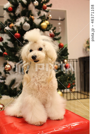 トイプードル 46371108