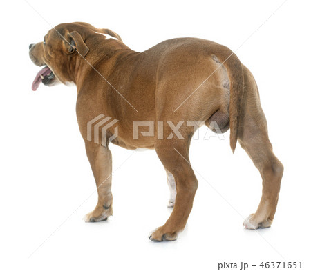 staffordshire bull terrier 46371651