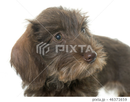 puppy Wire haired dachshund 46371659