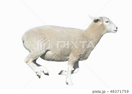 走る羊のイメージの写真素材