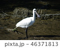 野鳥　ヘラサギ 46371813