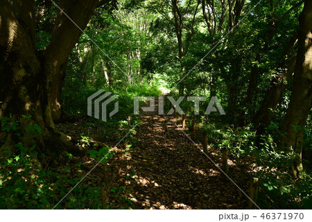 矢川緑地1 矢川緑地1 46371970