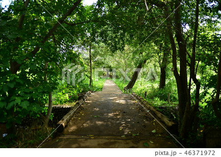 矢川緑地３ 46371972