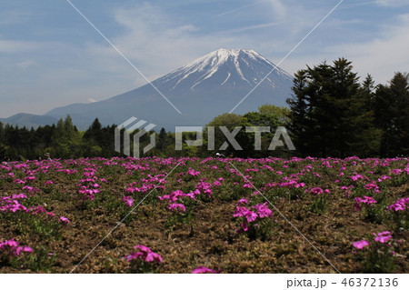 芝桜と富士山 46372136