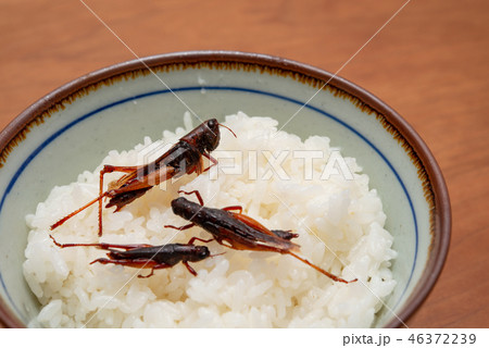 ご飯とイナゴの佃煮の写真素材