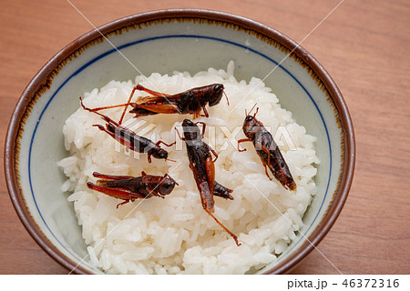 ご飯とイナゴの佃煮 46372316
