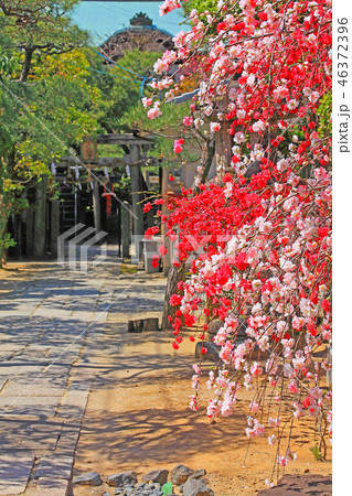 本堂に向かう参道に咲き乱れる紅白の桃の花 本堂に向かう参道に咲き乱れる紅白の桃の花 46372396