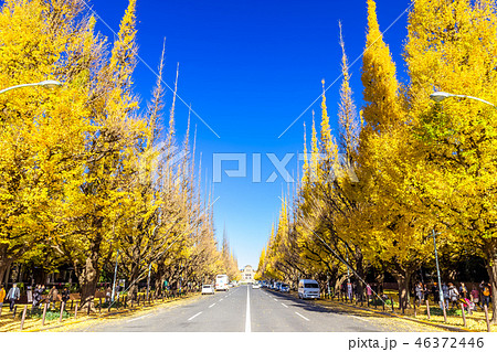 東京　明治神宮外苑の銀杏並木 46372446