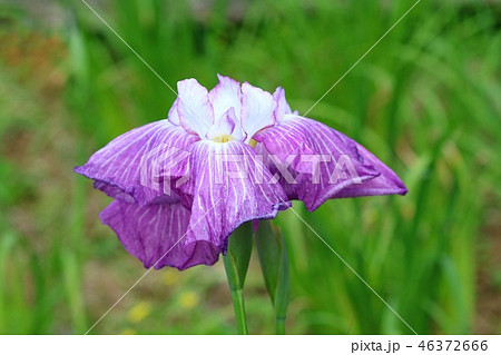 ハナショウブ　梅雨の花 46372666