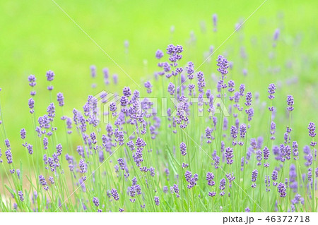 ラベンダー畑 青紫色の花 ラベンダー畑 青紫色の花 46372718