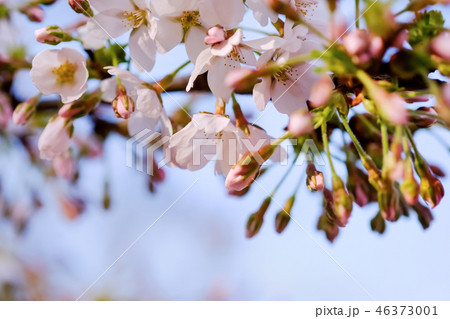 三分咲きの桜 46373001