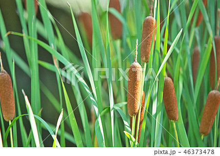 オレンジ色のガマの穂 46373478