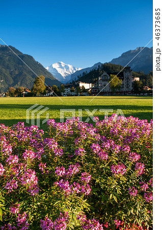 Pink flowers Hohematte park in Interlaken Pink flowers Hohematte park in Interlaken 46373685