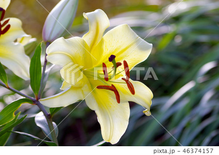 イエローカサブランカ 46374157