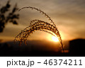 秋　夕日　すすき 46374211