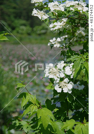 スイレン畑のコウボクの樹 スイレン畑のコウボクの樹 46374452