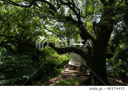 元宇品公園の楠 46374455