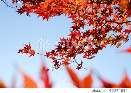 紅葉 46374654