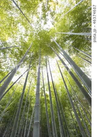 竹林 46374687