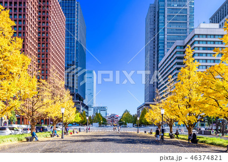 東京　行幸通り　東京駅周辺のイチョウ並木 46374821