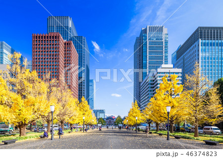 東京　行幸通り　東京駅周辺のイチョウ並木 46374823