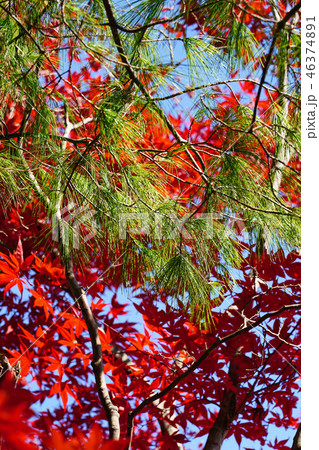 晩秋のストローブマツ 晩秋のストローブマツ 46374891