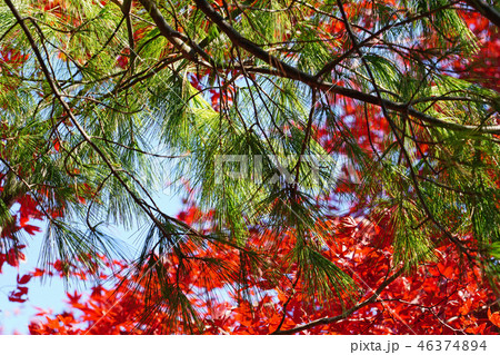 晩秋のストローブマツ 46374894