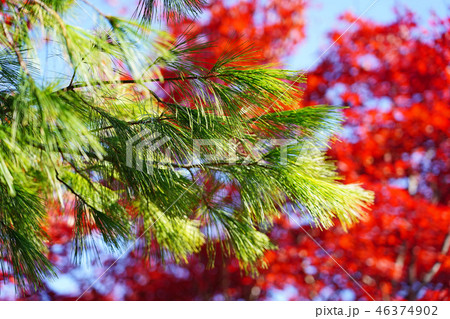晩秋のストローブマツ 晩秋のストローブマツ 46374902