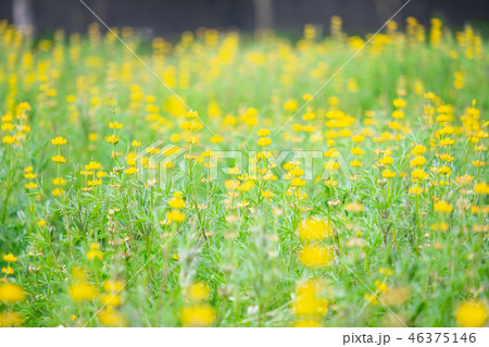 フィットネス 健康 ヘルス 46375146