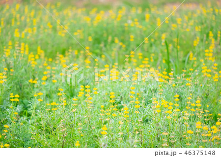 フィットネス 健康 ヘルス 46375148