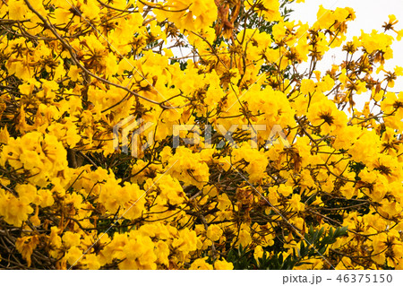 台湾 夏 サマーイメージ 46375150