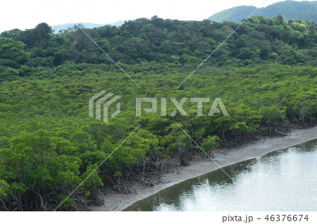 仲間川のマングローブ 仲間川のマングローブ 46376674