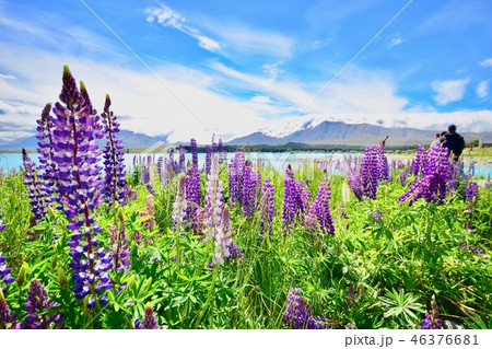 テカポ湖とルピナス 46376681