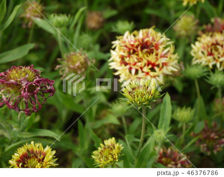 ガイラルディア③ 46376786