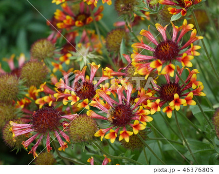 ガイラルディア㉑ 46376805