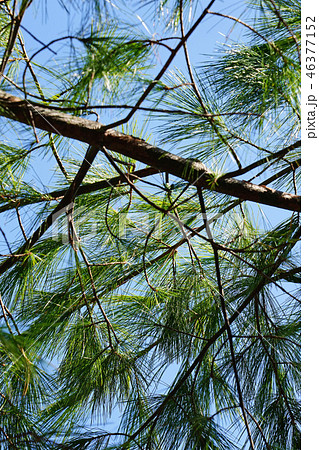 青空にに映えるストローブマツ 46377152