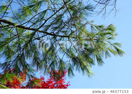 青空にに映えるストローブマツ 46377153
