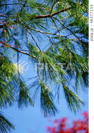 青空にに映えるストローブマツ 46377154