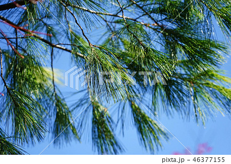 青空にに映えるストローブマツ 46377155